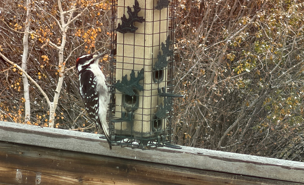A Downy Woodpecker
