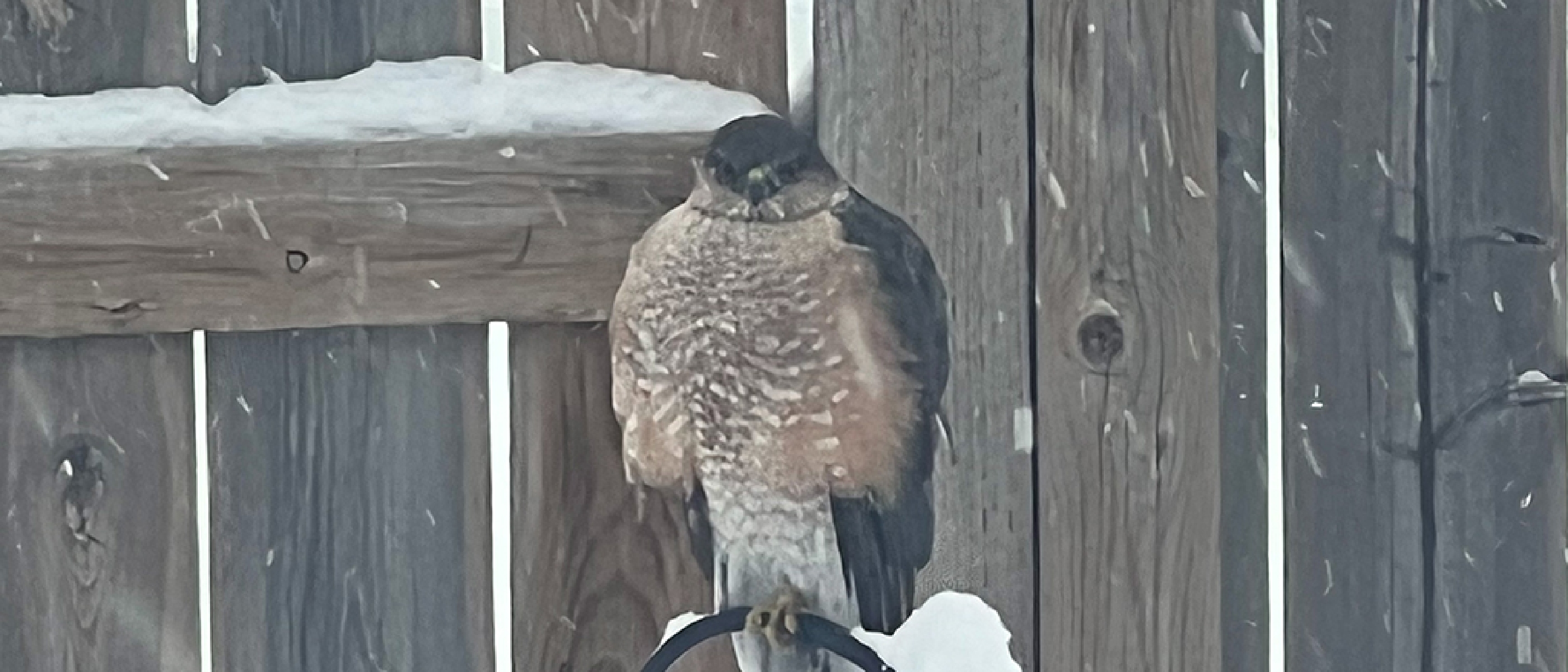 A well-fed Merlin