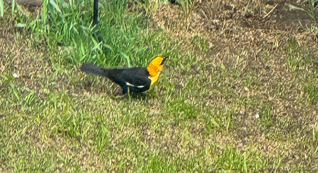 Yellow Headed Blackbird